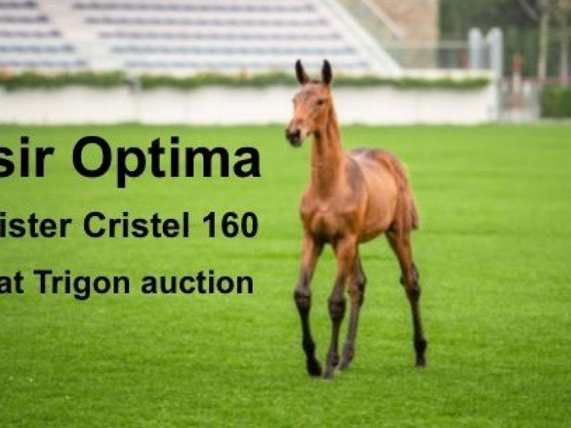 Sister of Cristel bought by the rider of her brother