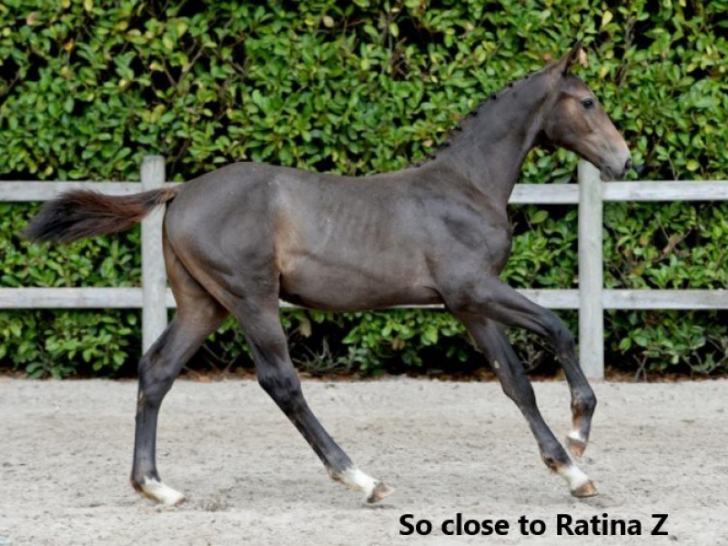 Unieke kans om vlakbij Ratina Z te komen op Foal auction 111