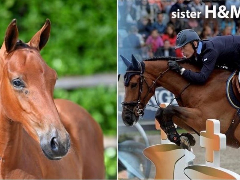 Foal auction 111: Sister Olympic Champion ALL IN x Harrie Smolders' Uricas