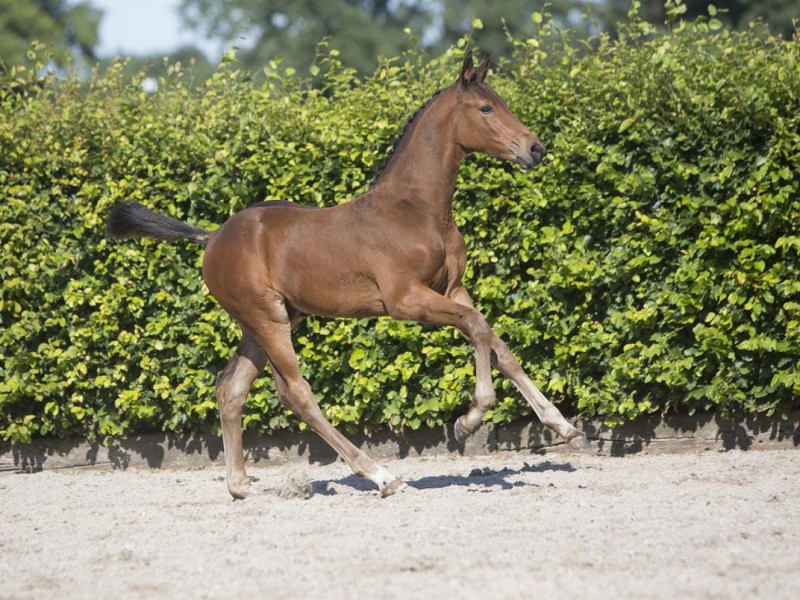 Two foals on Elite auction Borculo on 29/08