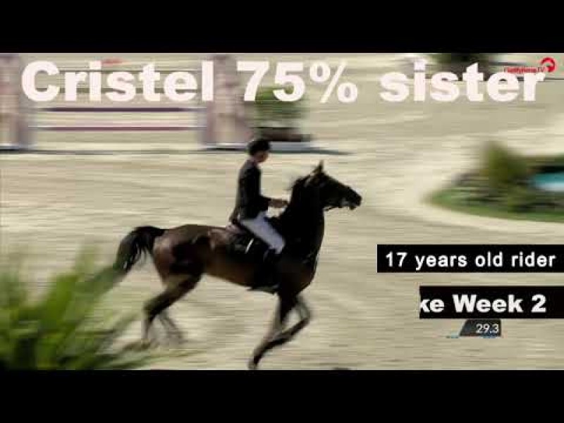 ET auction - 75% sister/brother of Olivier Philippaerts's Cristel - Emerald x Cento