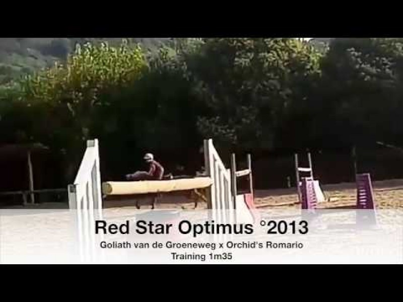 SBS approves Red Star Optimus (Goliath van de Groeneweg x Orchid's Romario)