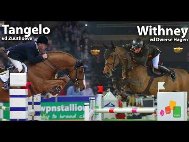 Foal Auction 111: Tangelo x Vertigo x Withney Dwerse Hagen 1m60 - 22/08 - 20u