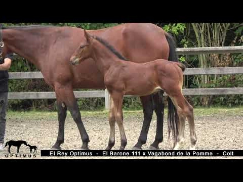 Foal auction The Special: Son of  Exquise 1m60 - Bronze Italian Championship