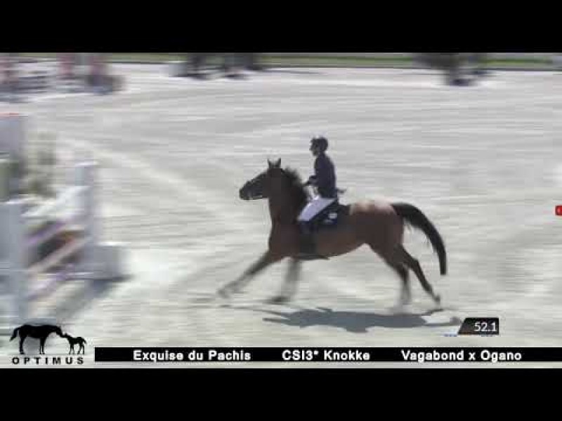 5th place in CSI3* LR Knokke for Exquise du Pachis