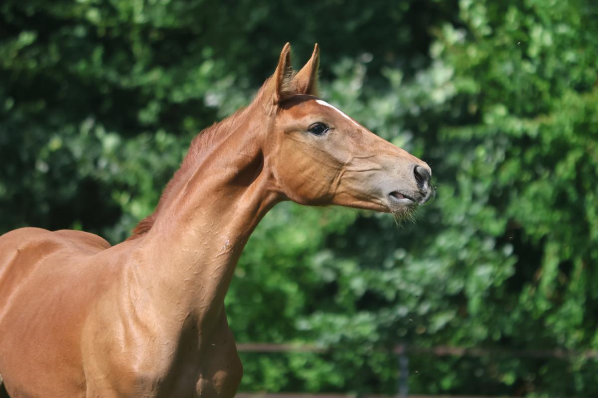 paard-18.jpeg