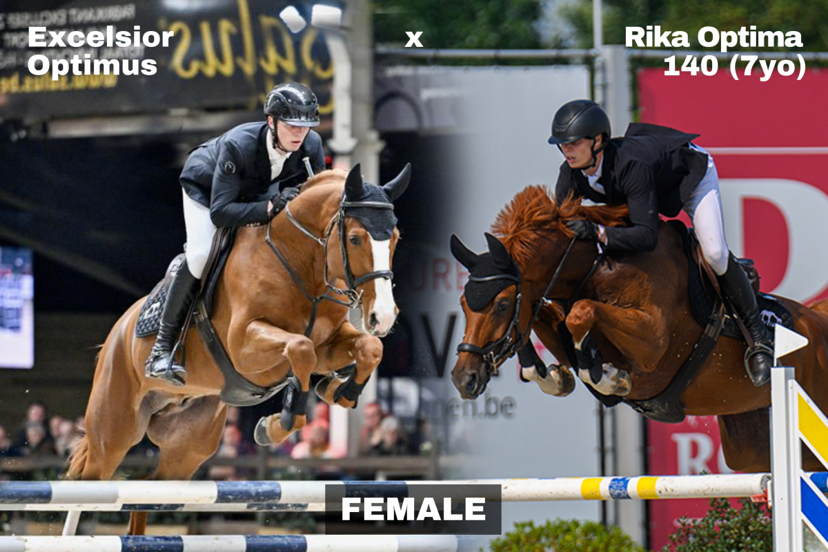 paard-3-144249.png