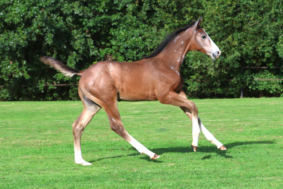 paard-3j3a0035.jpeg