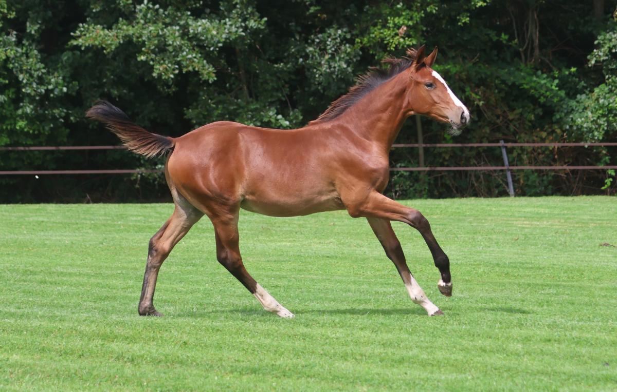 paard-3j3a0086.jpeg