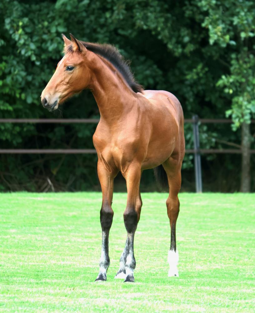 paard-3j3a0232.jpeg