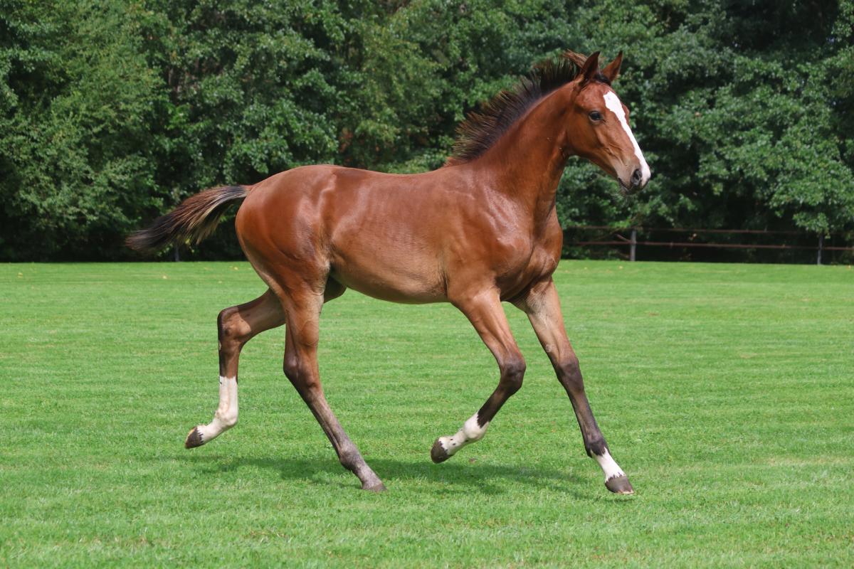 paard-3j3a0423.jpeg