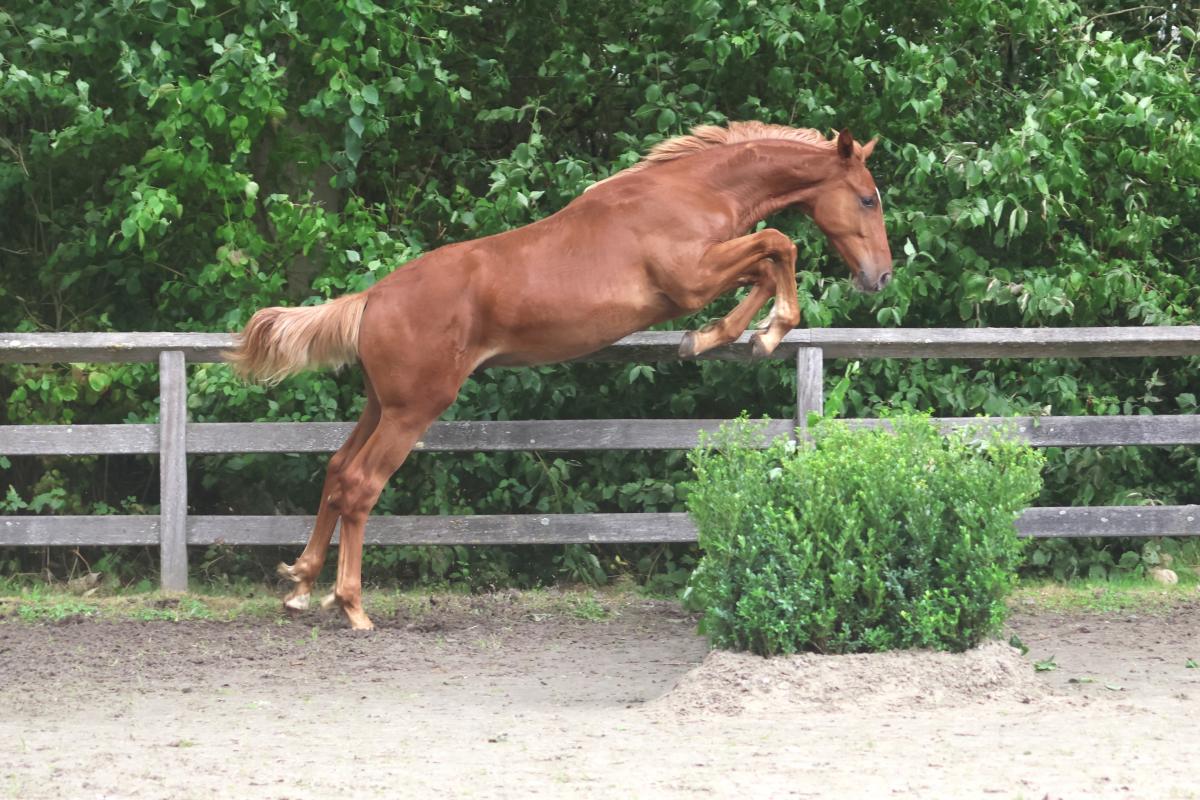 paard-3j3a0483.jpeg