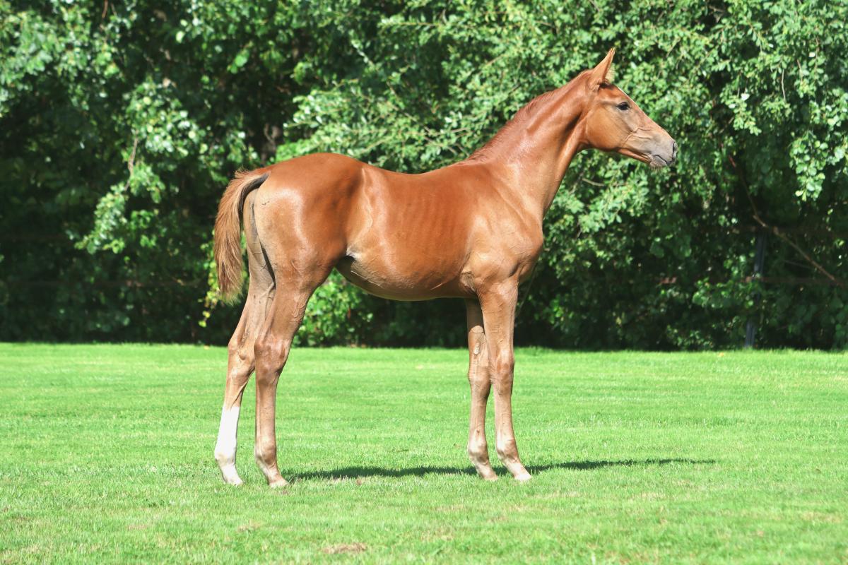 paard-3j3a0568.jpeg