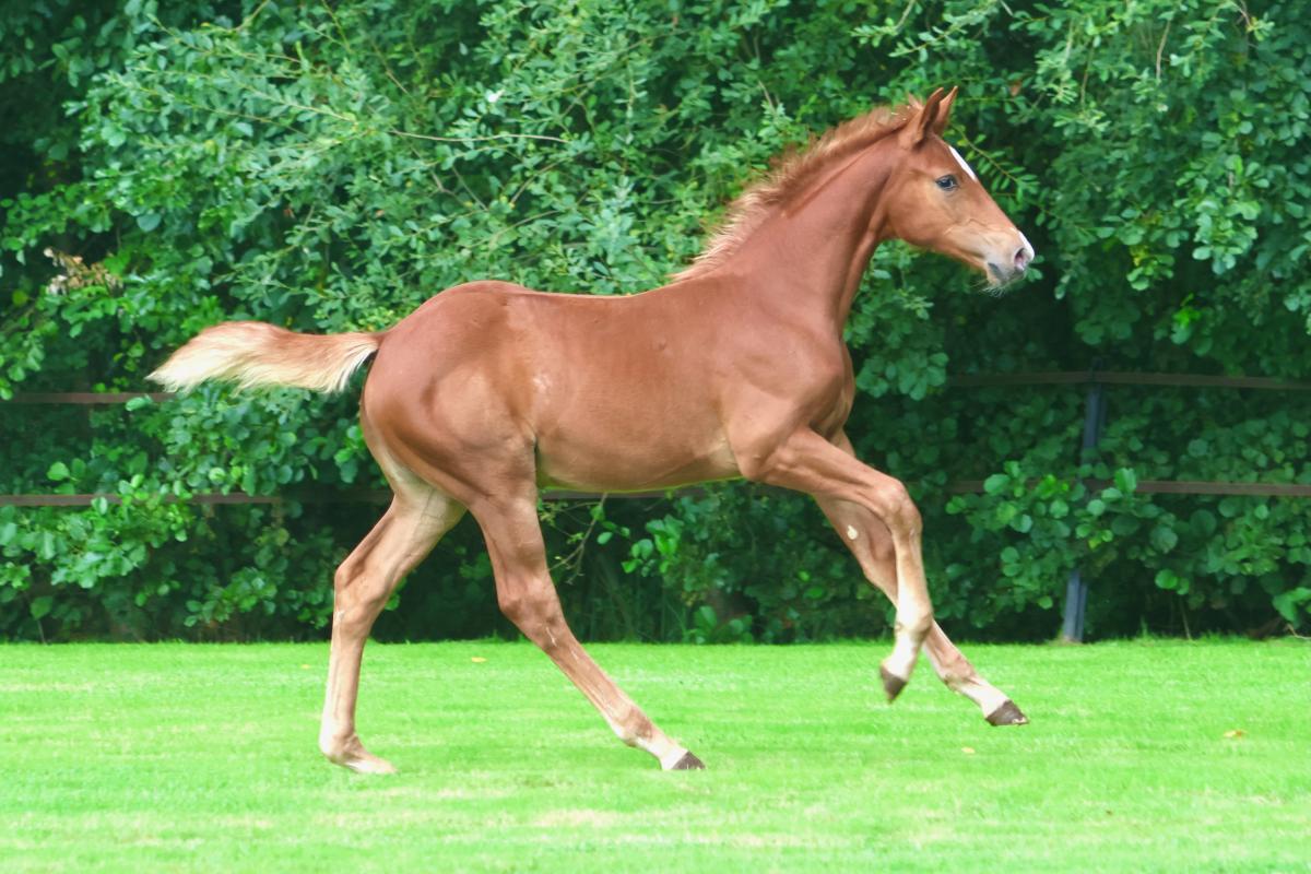 paard-3j3a0783.jpeg