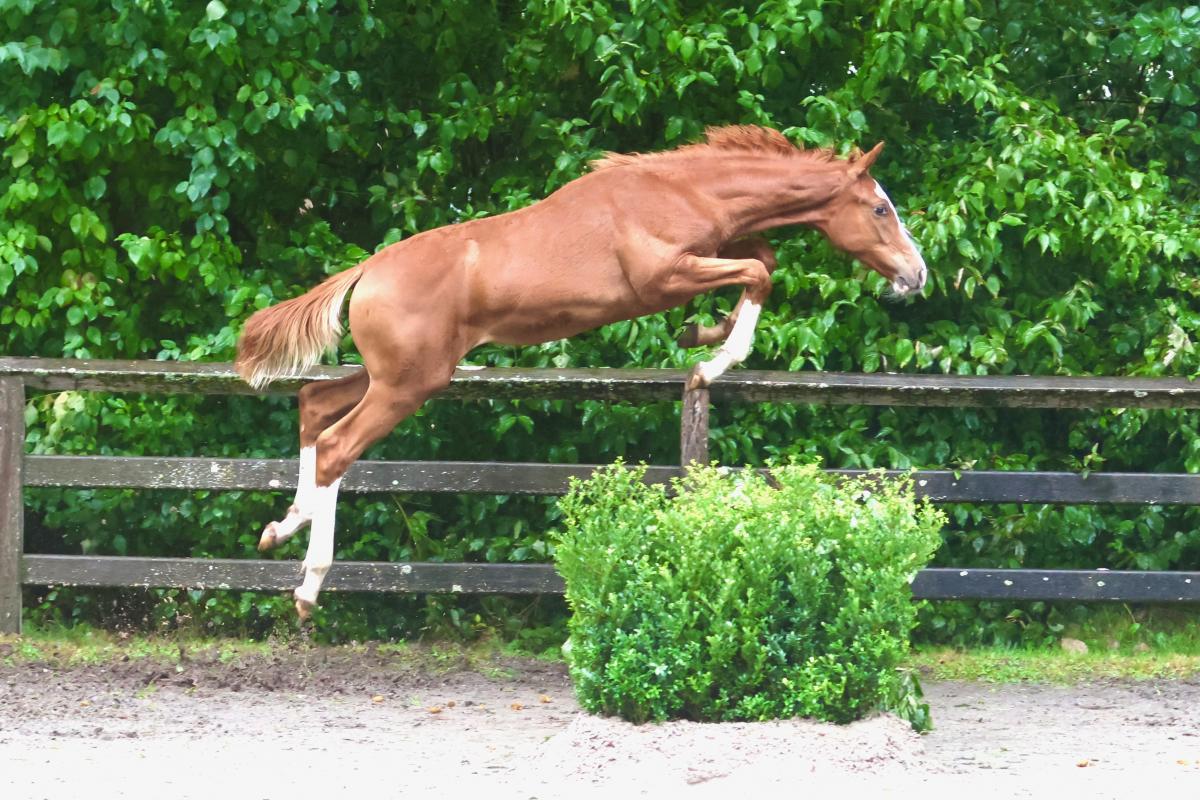 paard-3j3a0876.jpeg