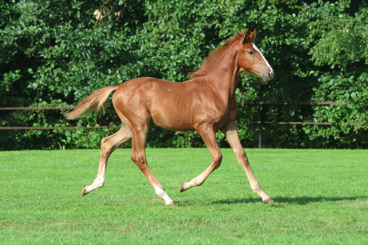 paard-3j3a1244.jpeg