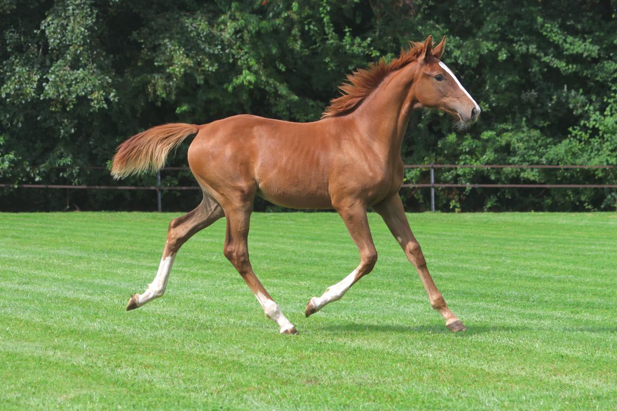 paard-3j3a1412-1.jpeg
