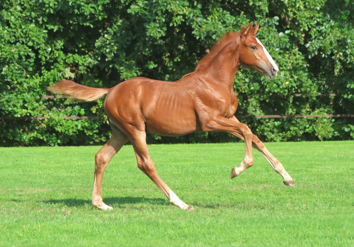 paard-3j3a1458-2.jpeg