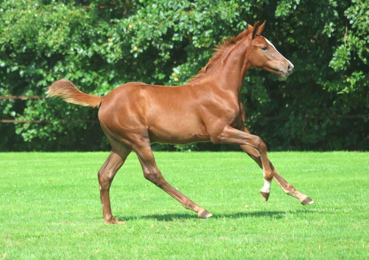 paard-3j3a1477.jpeg