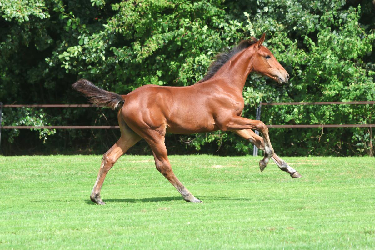 paard-3j3a1625-1.jpeg