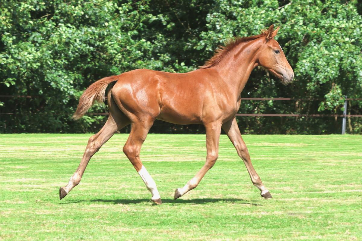 paard-3j3a1713.jpeg