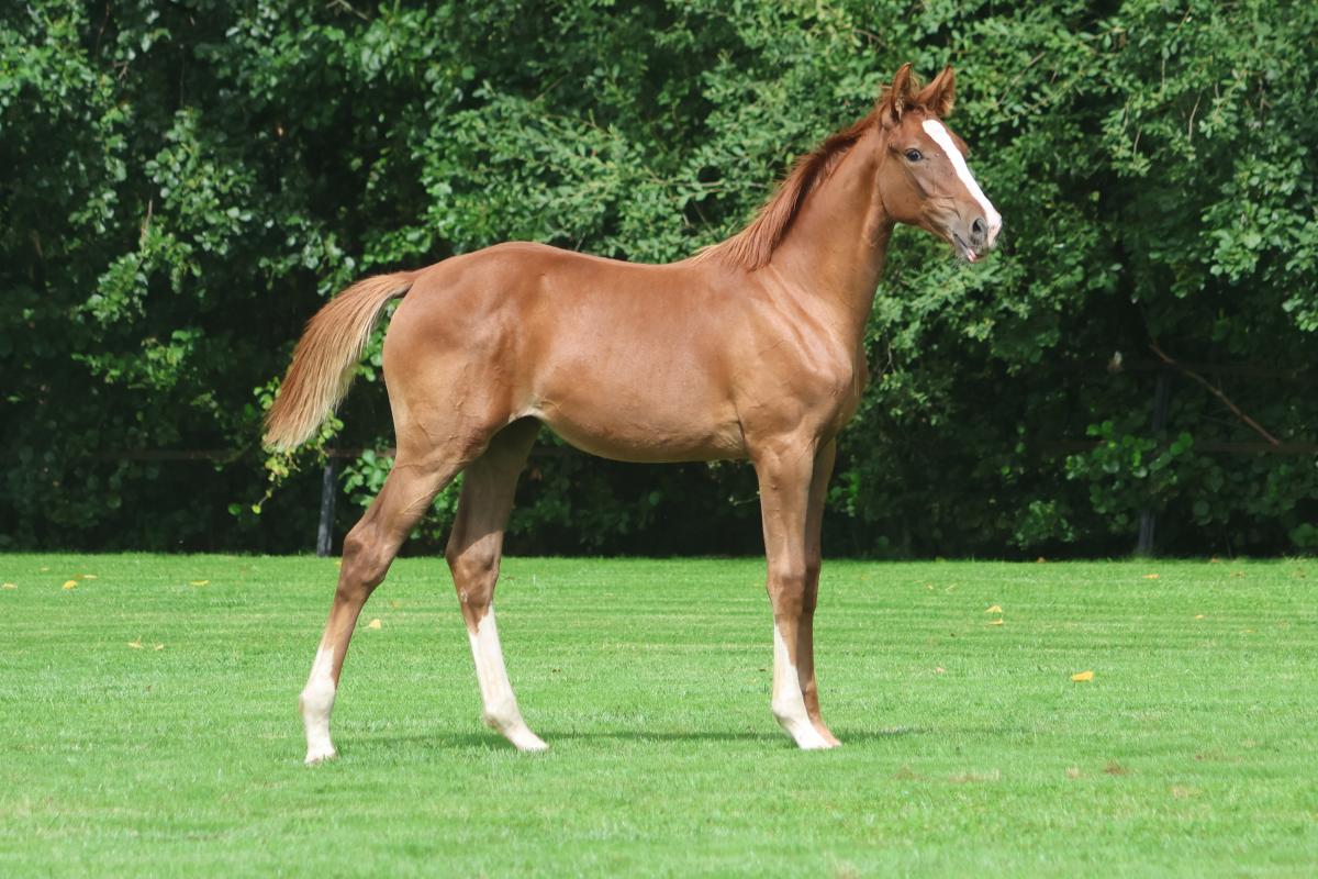 paard-3j3a1734.jpeg