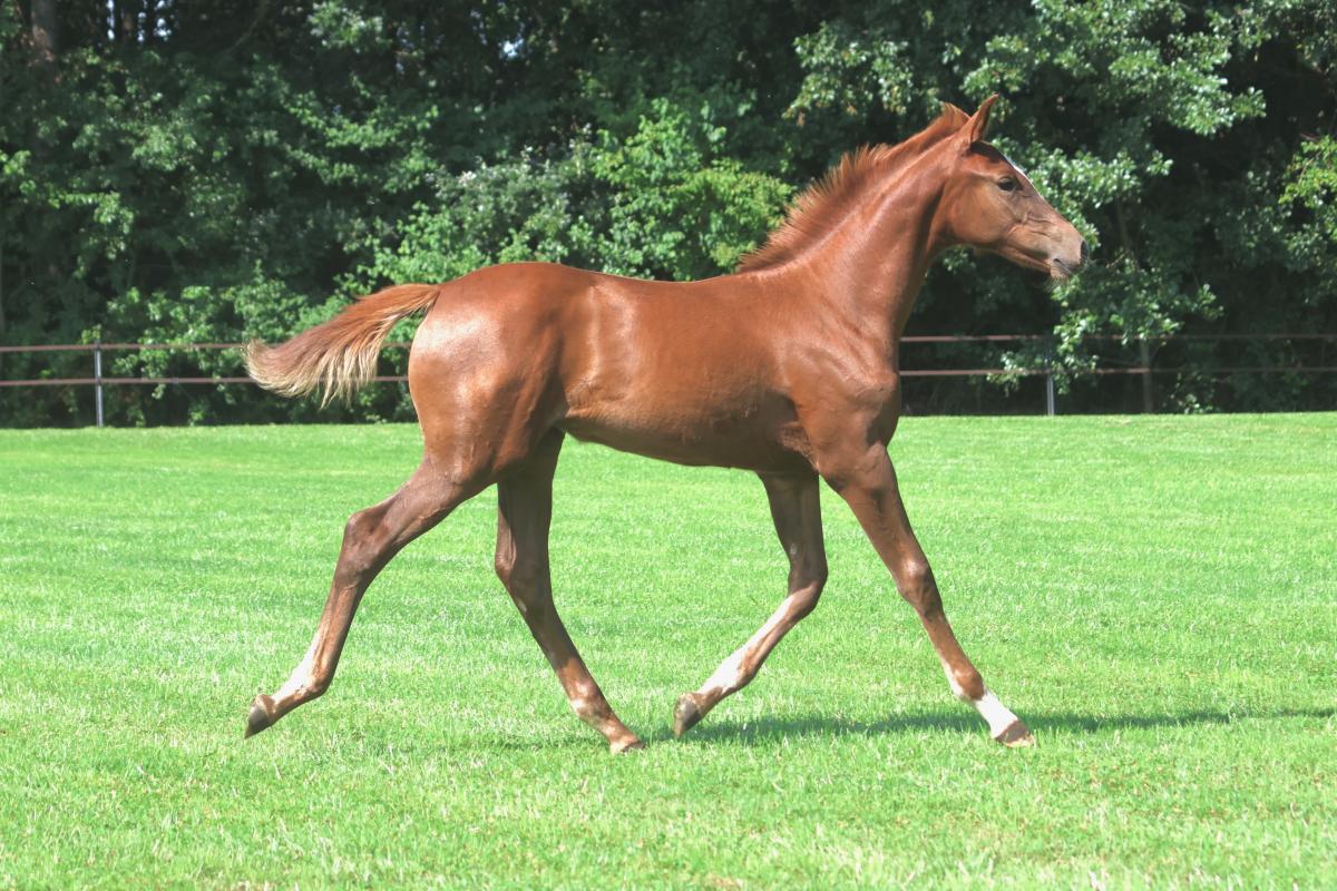 paard-3j3a1762.jpeg