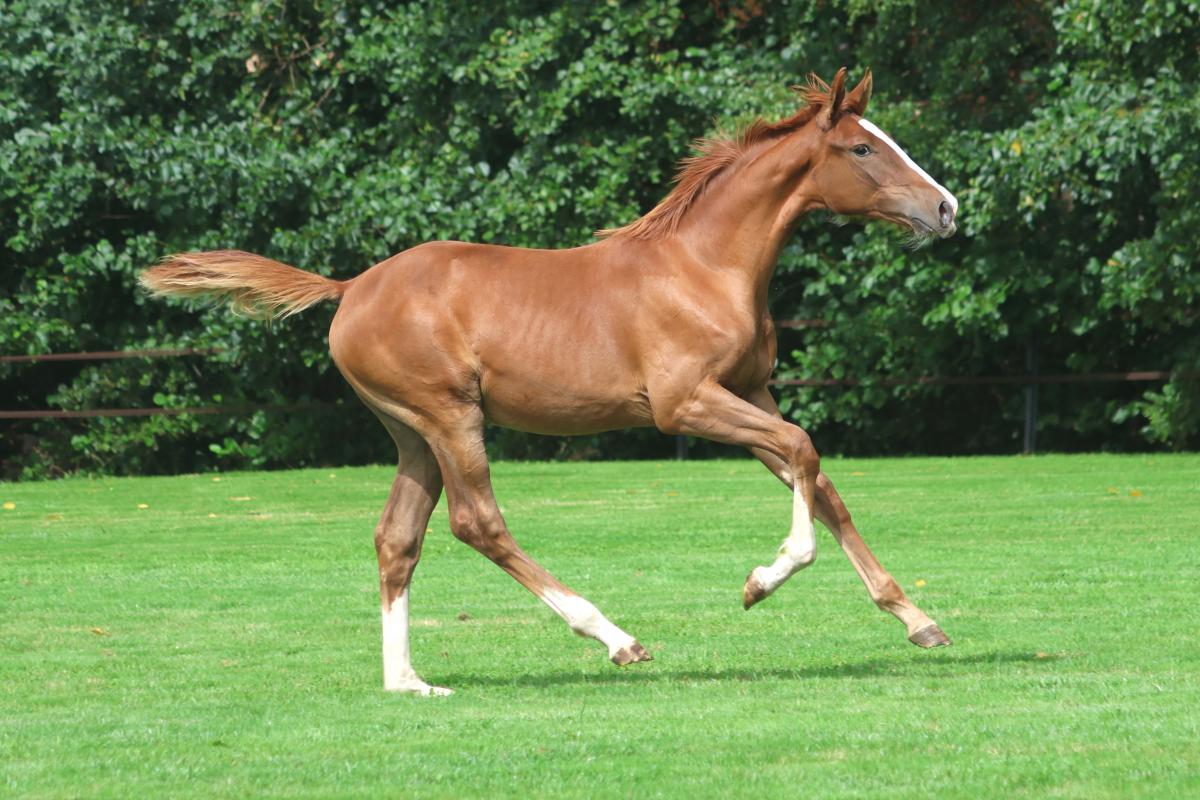 paard-3j3a1800-1.jpeg