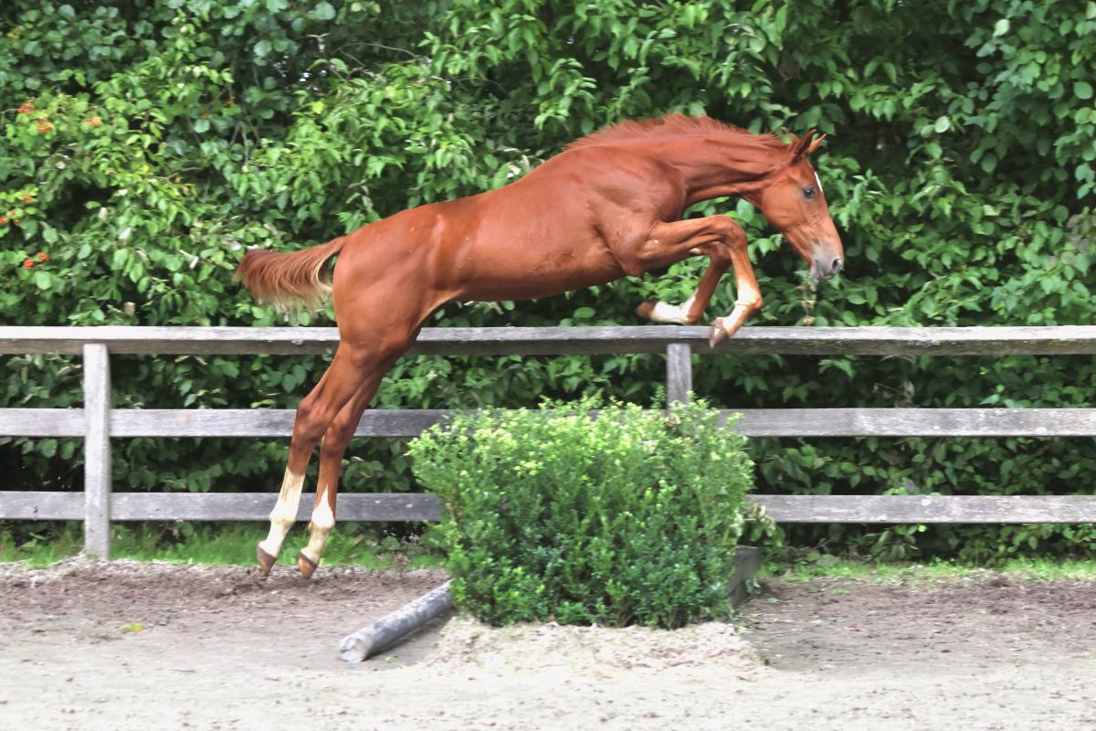 paard-3j3a2064.jpeg