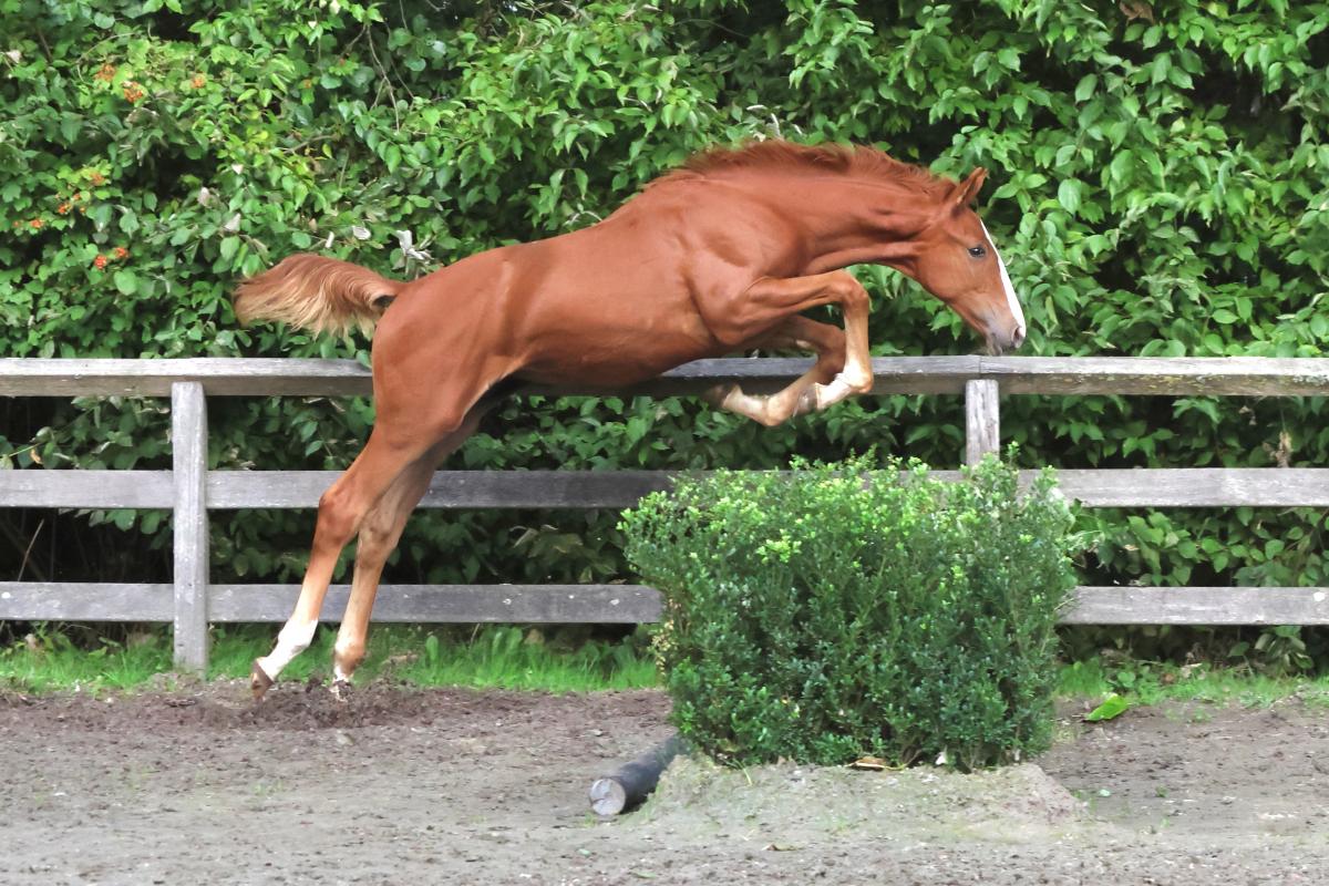 paard-3j3a2100-1.jpeg