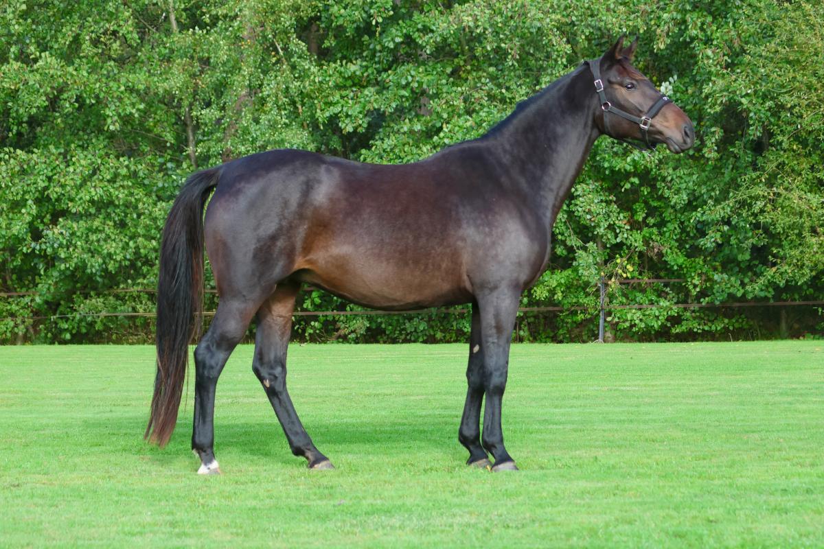 paard-3j3a22d37-074727.jpeg