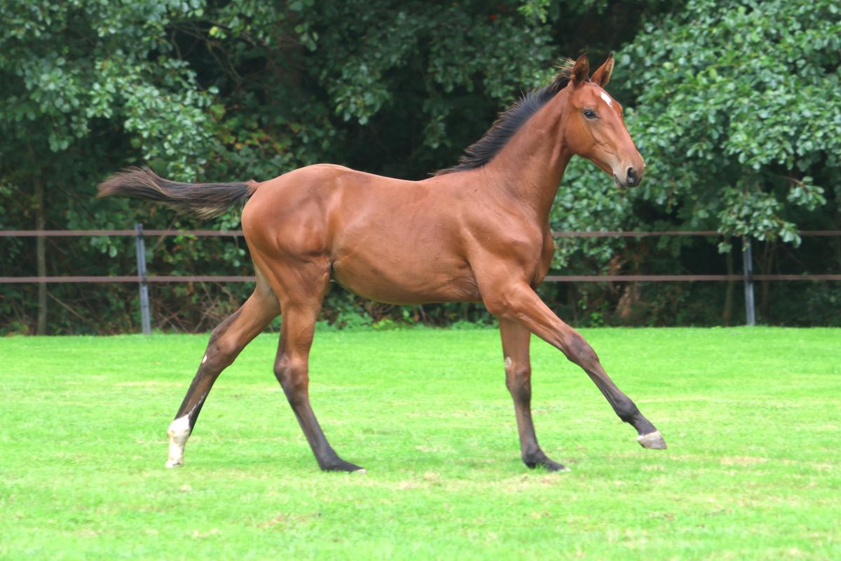 paard-3j3a2310-1-211318.jpeg