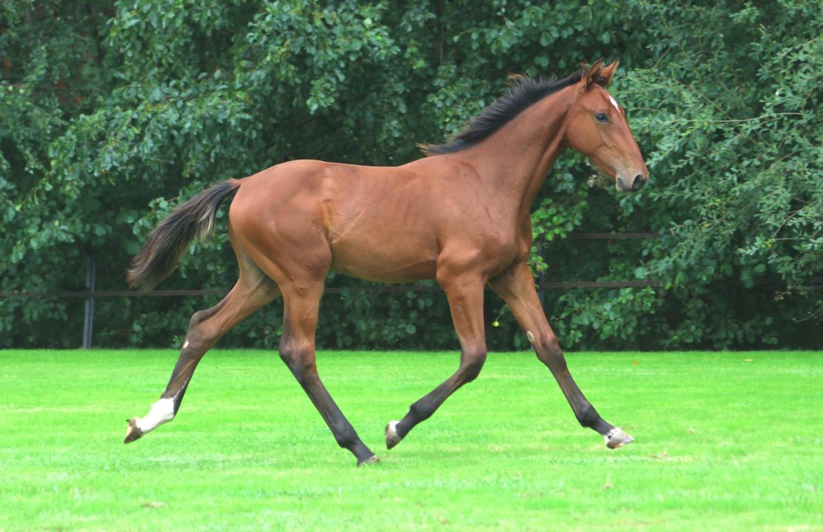 paard-3j3a2401-211337.jpeg