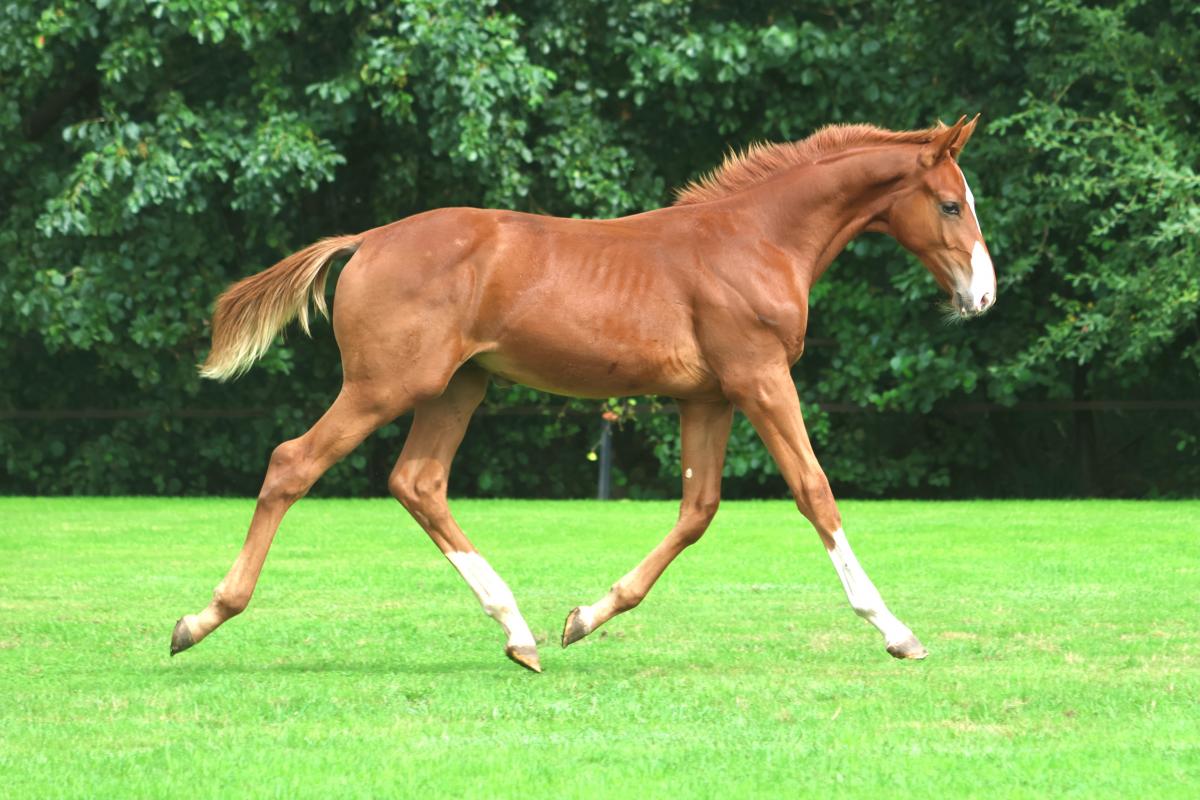 paard-3j3a2536.jpeg