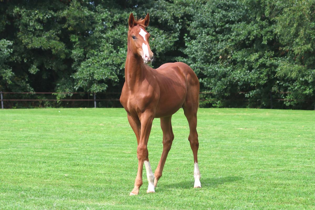 paard-3j3a2569.jpeg