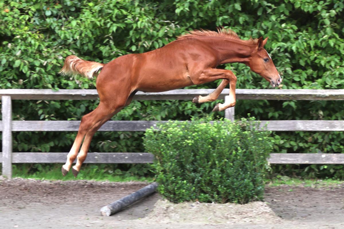 paard-3j3a2604.jpeg