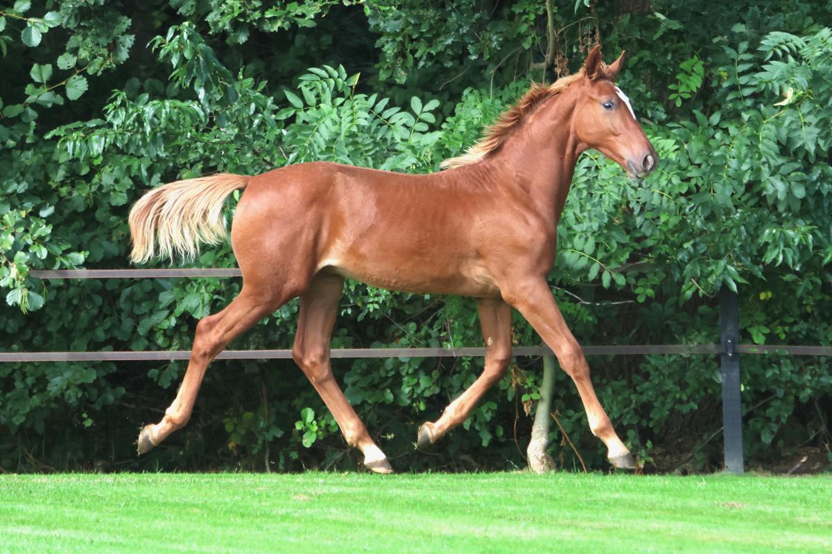 paard-3j3a2667.jpeg