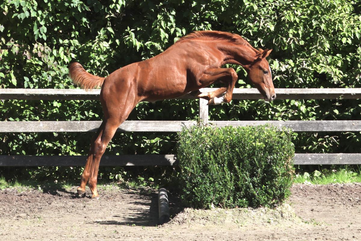 paard-3j3a2754.jpeg