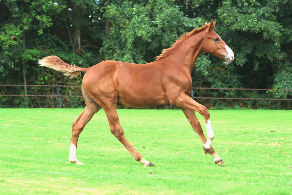 paard-3j3a3087.jpeg