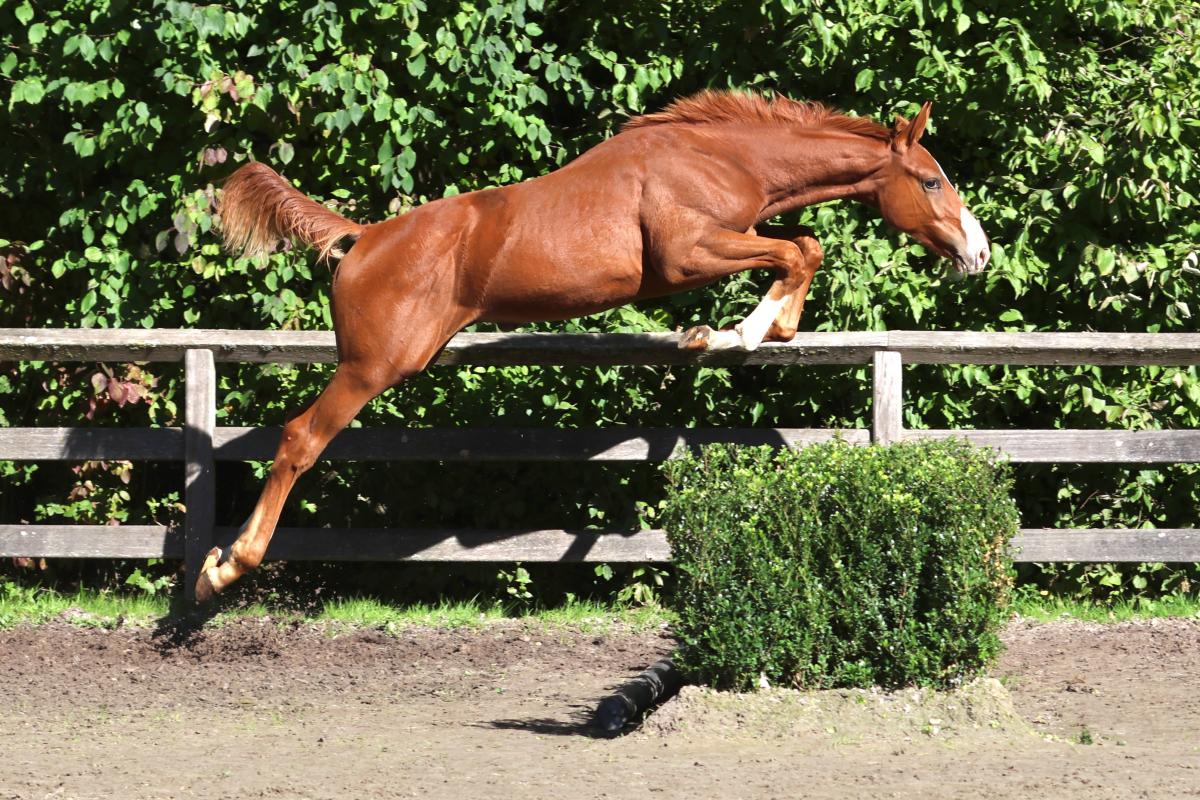 paard-3j3a3181.jpeg