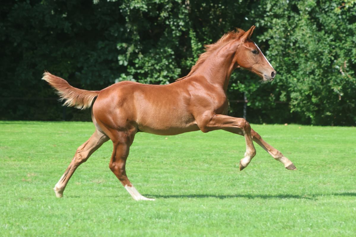 paard-3j3a3356.jpeg