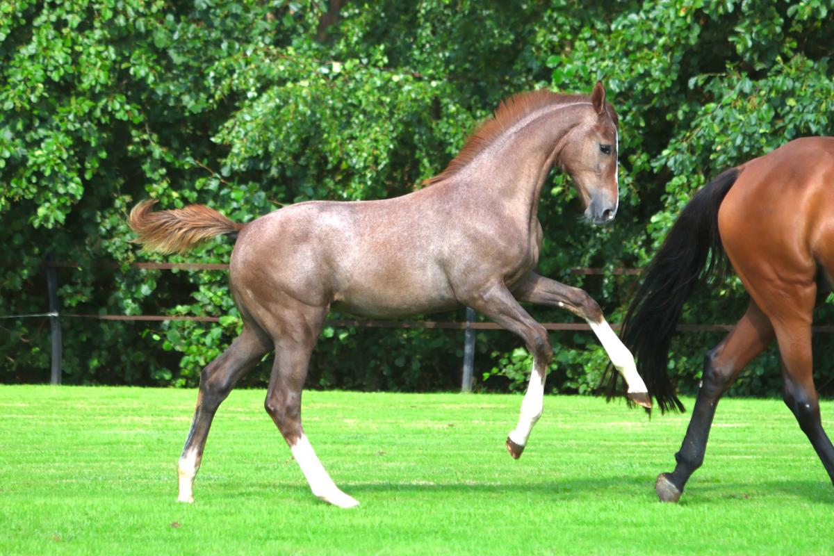 paard-3j3a3453.jpeg