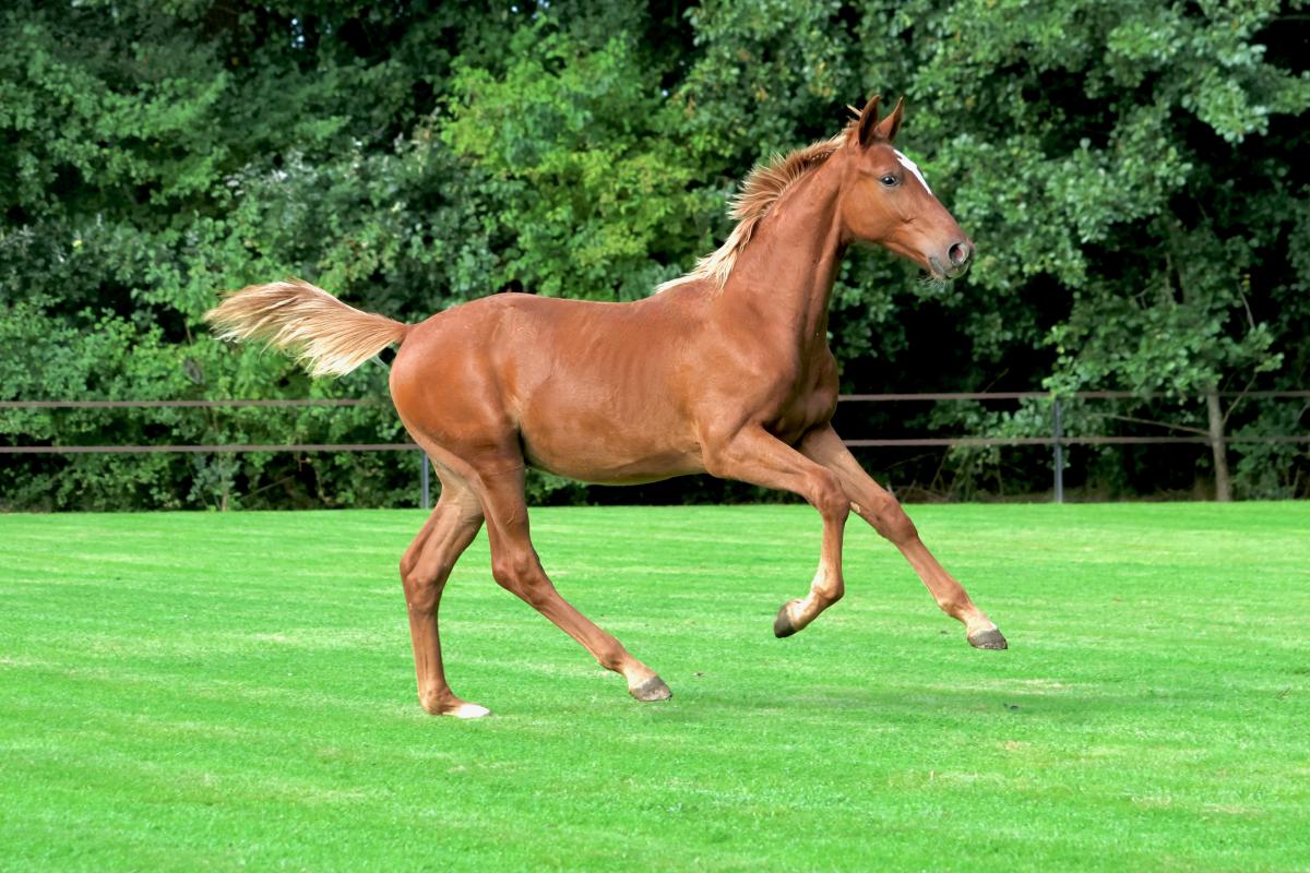 paard-3j3a3529.jpeg