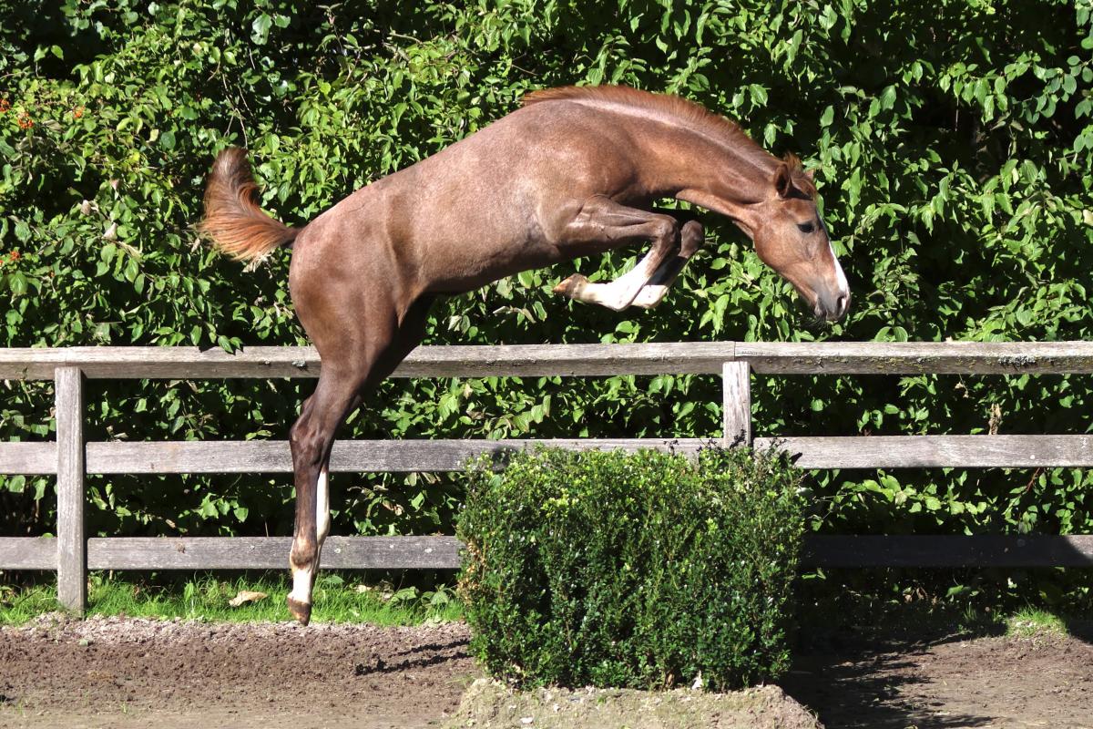 paard-3j3a3591-1.jpeg