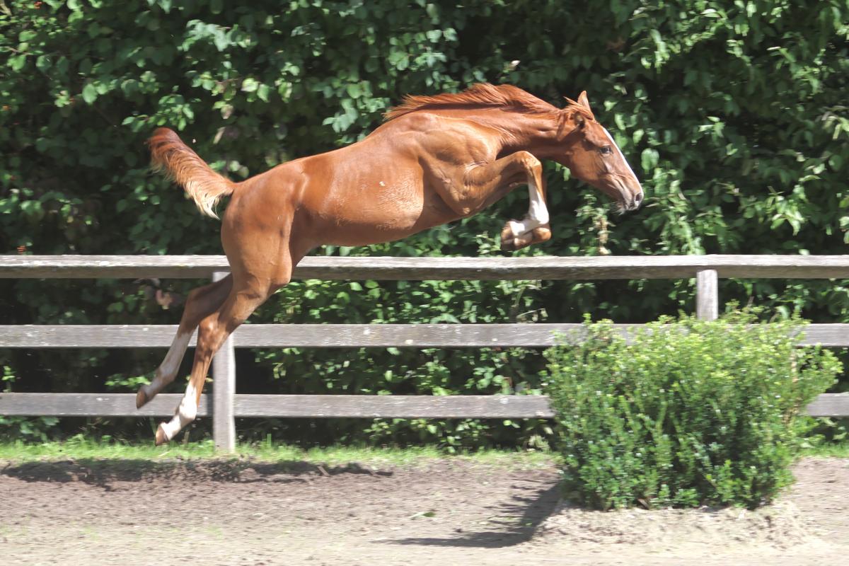 paard-3j3a3844.jpeg