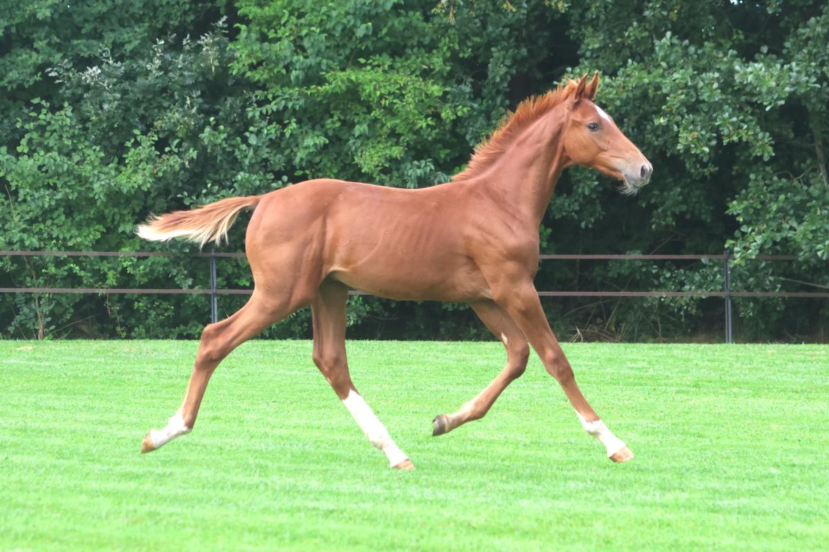 paard-3j3a4065.jpeg