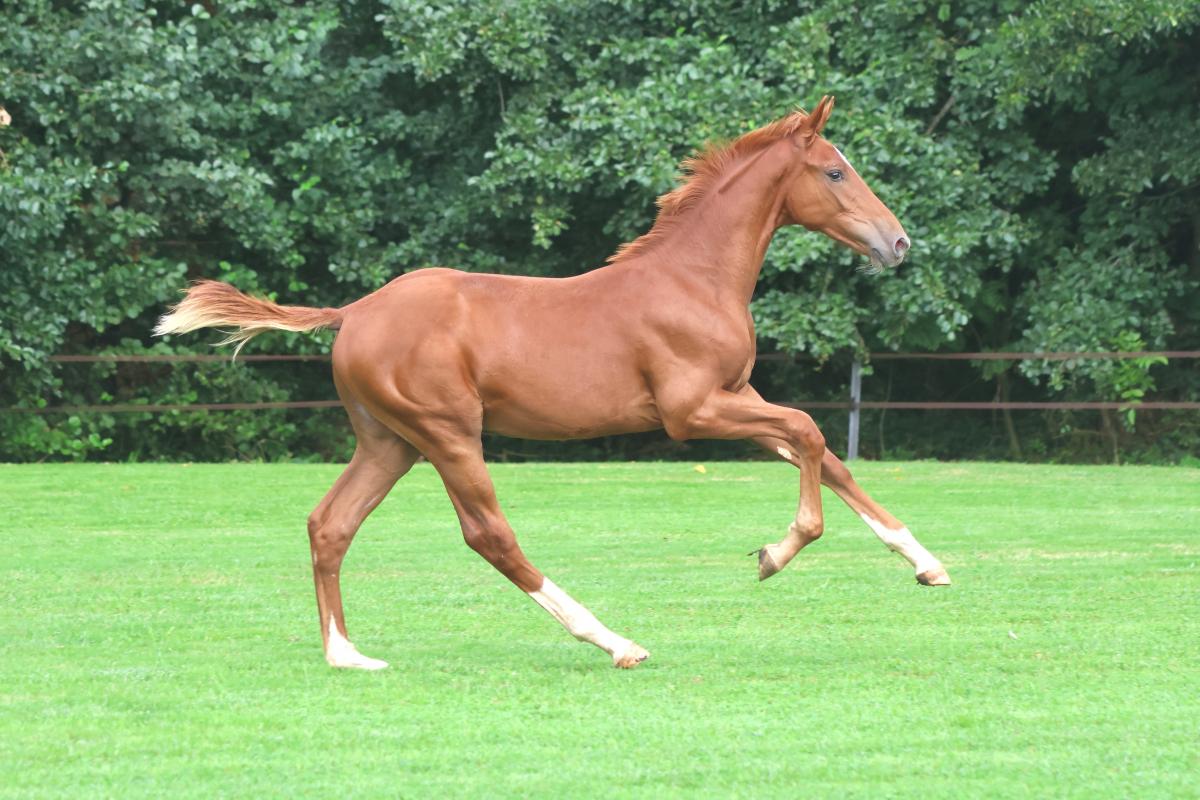 paard-3j3a4175-221534.jpeg