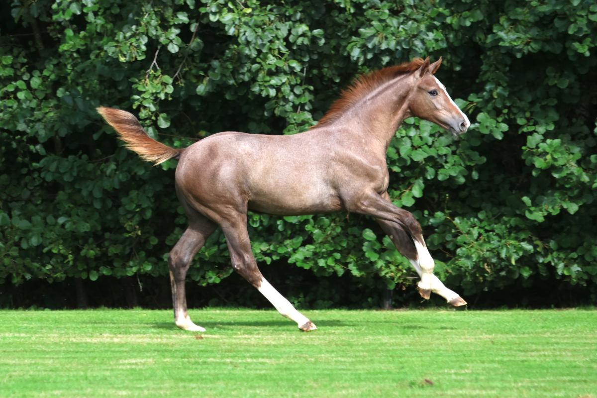 paard-3j3a4534.jpeg