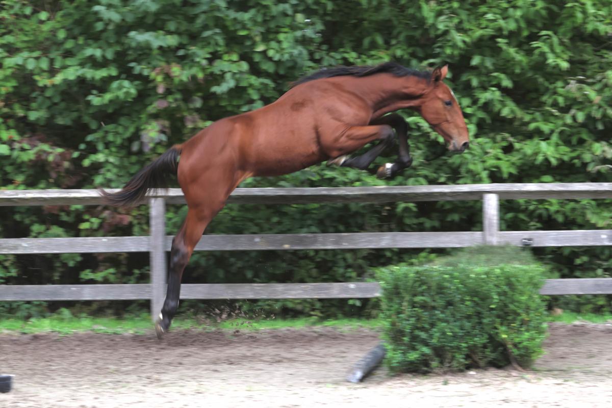paard-3j3a4710-211407.jpeg