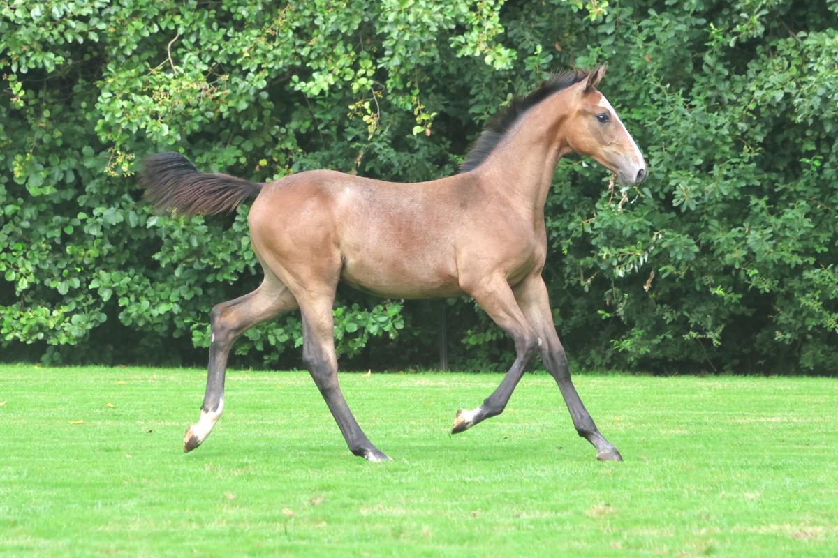 paard-3j3a4904.jpeg